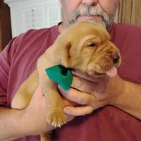 Tommy, a male Labrador Retriever for sale in Defuniak Springs, FL – Photo 5 of 7