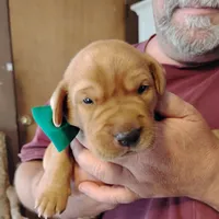 Tommy, a male Labrador Retriever for sale in Defuniak Springs, FL – Photo 4 of 7