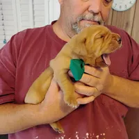 Tommy, a male Labrador Retriever for sale in Defuniak Springs, FL – Photo 6 of 7