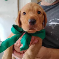 Tommy, a male Labrador Retriever for sale in Defuniak Springs, FL – 4 of 6