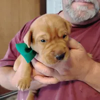 Tommy, a male Labrador Retriever for sale in Defuniak Springs, FL – Photo 3 of 7