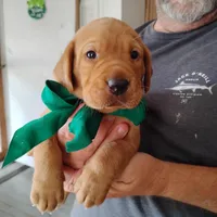 Tommy, a male Labrador Retriever for sale in Defuniak Springs, FL – 3 of 6