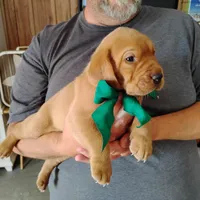 Tommy, a male Labrador Retriever for sale in Defuniak Springs, FL – 5 of 6