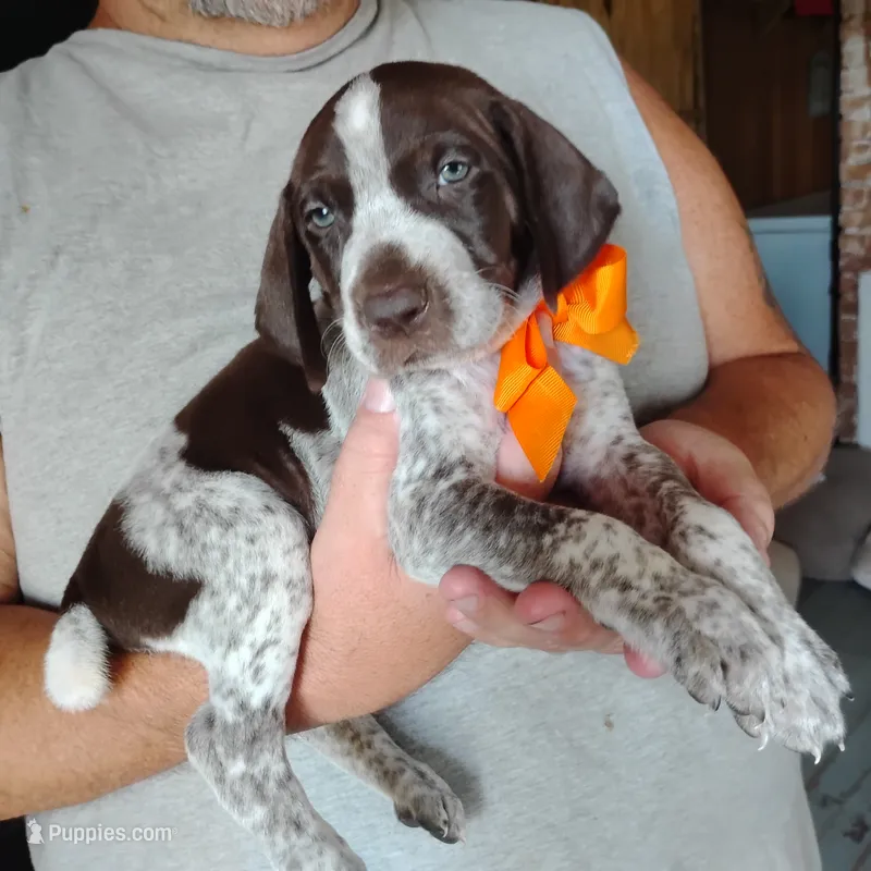 Mahi – German Shorthaired Pointer puppy for sale in Defuniak Springs, FL