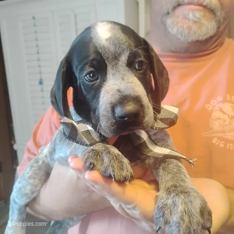 Eddy – German Shorthaired Pointer puppy for sale in Defuniak Springs, FL