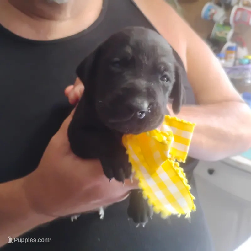 Ellie – German Shorthaired Pointer puppy for sale in Defuniak Springs, FL