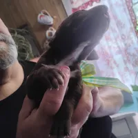 Homer , a male German Shorthaired Pointer for sale in Defuniak Springs, FL – 10 of 10