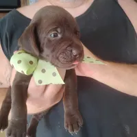 Rusty, a male German Shorthaired Pointer for sale in Defuniak Springs, FL – 8 of 9
