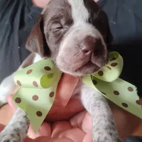 Amber Jack , a male German Shorthaired Pointer for sale in Defuniak Springs, FL – 4 of 7