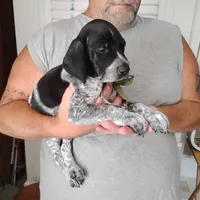 Rocky Road, a male German Shorthaired Pointer for sale in Defuniak Springs, FL – 9 of 9
