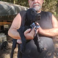 Curtis, a male German Shorthaired Pointer for sale in Defuniak Springs, FL – 2 of 10