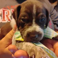 Marvin Martian , a male German Shorthaired Pointer for sale in Defuniak Springs, FL – 6 of 8