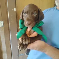 Sigmond , a male German Shorthaired Pointer for sale in Defuniak Springs, FL – 7 of 10