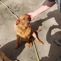 Betsy, a female Labrador Retriever for sale in Defuniak Springs, FL – Photo 2 of 3