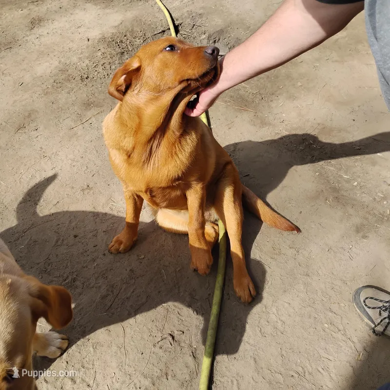 Betsy – Labrador Retriever puppy on hold in Defuniak Springs, FL