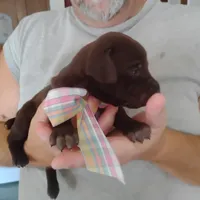 Patricia, a female German Shorthaired Pointer for sale in Defuniak Springs, FL – 8 of 9
