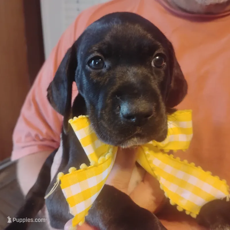 Audrey – German Shorthaired Pointer puppy for sale in Defuniak Springs, FL