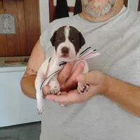 Madilyn, a female German Shorthaired Pointer for sale in Defuniak Springs, FL – 5 of 10