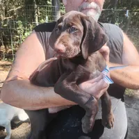 Clara, a female German Shorthaired Pointer for sale in Defuniak Springs, FL – 4 of 8