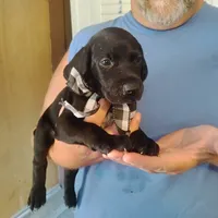 Curtis, a male German Shorthaired Pointer for sale in Defuniak Springs, FL – 6 of 10