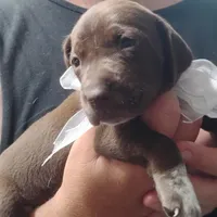 Tweety, a female German Shorthaired Pointer for sale in Defuniak Springs, FL – 2 of 7