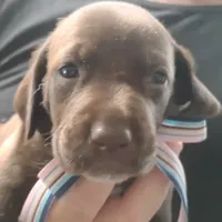 Petunia, a female German Shorthaired Pointer for sale in Defuniak Springs, FL – 2 of 8