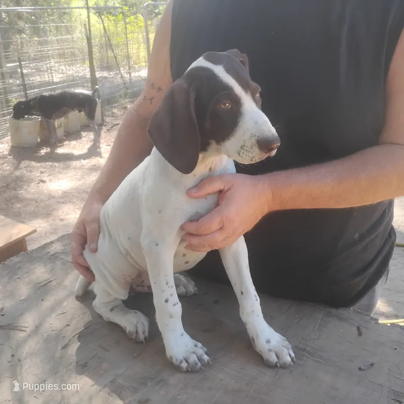 Sebastian  – German Shorthaired Pointer puppy for sale in Defuniak Springs, FL