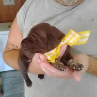 Abigail, a female German Shorthaired Pointer for sale in Defuniak Springs, FL – 9 of 9