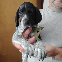 Rocky Road, a male German Shorthaired Pointer for sale in Defuniak Springs, FL – 2 of 9