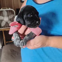 Strawberry Shortcake, a female German Shorthaired Pointer for sale in Defuniak Springs, FL – 2 of 8