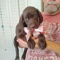 Guppy, a female German Shorthaired Pointer for sale in Defuniak Springs, FL – 7 of 8