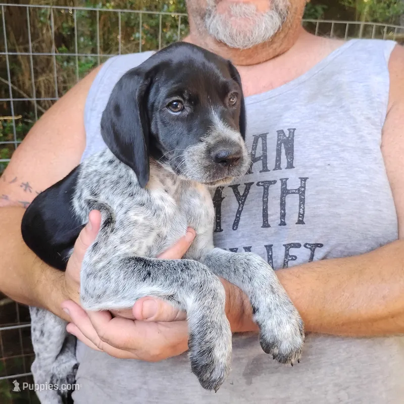 Peach Cobbler – German Shorthaired Pointer puppy for sale in Defuniak Springs, FL