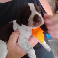 Mahi, a male German Shorthaired Pointer for sale in Defuniak Springs, FL – 4 of 7