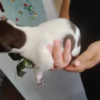 Ricky, a male German Shorthaired Pointer for sale in Defuniak Springs, FL – 7 of 8