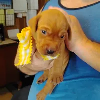 Sunny Flower, a female Labrador Retriever for sale in Defuniak Springs, FL – 4 of 9