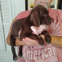 Guppy, a female German Shorthaired Pointer for sale in Defuniak Springs, FL – 4 of 8