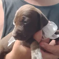 Tweety, a female German Shorthaired Pointer for sale in Defuniak Springs, FL – 3 of 7