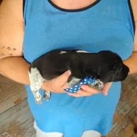 Neopolitan , a male German Shorthaired Pointer for sale in Defuniak Springs, FL – 8 of 10