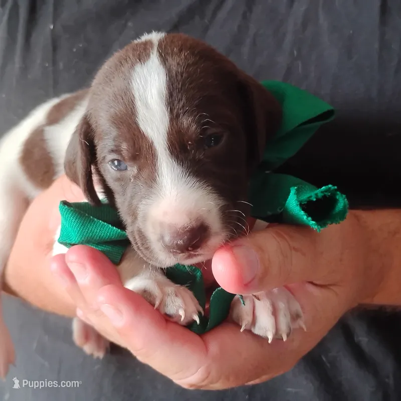 Tuna Fish  – German Shorthaired Pointer puppy for sale in Defuniak Springs, FL