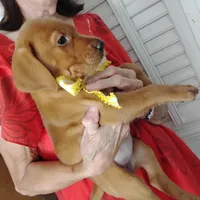 Sunny Flower, a female Labrador Retriever for sale in Defuniak Springs, FL – 5 of 5