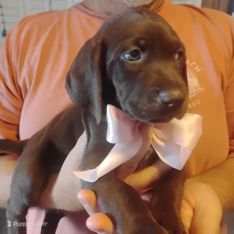 Bethany – German Shorthaired Pointer puppy for sale in Defuniak Springs, FL