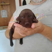 Patricia, a female German Shorthaired Pointer for sale in Defuniak Springs, FL – 6 of 9