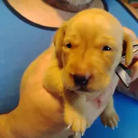 Sammy, a male Labrador Retriever for sale in Defuniak Springs, FL – 4 of 6