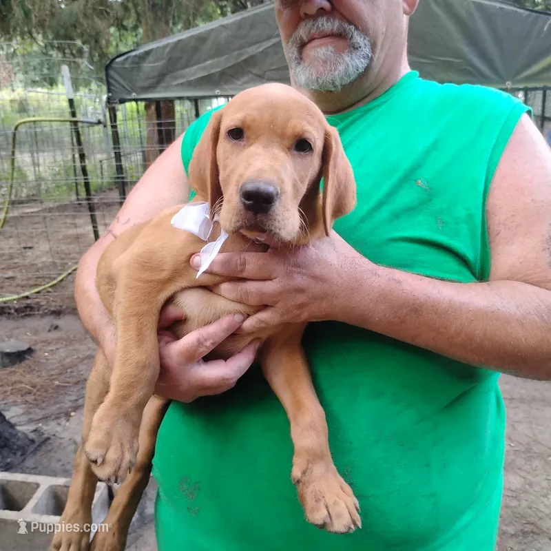 Ollie – Labrador Retriever puppy for sale in Defuniak Springs, FL