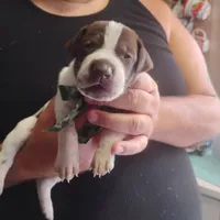 Ricky, a male German Shorthaired Pointer for sale in Defuniak Springs, FL – 8 of 8