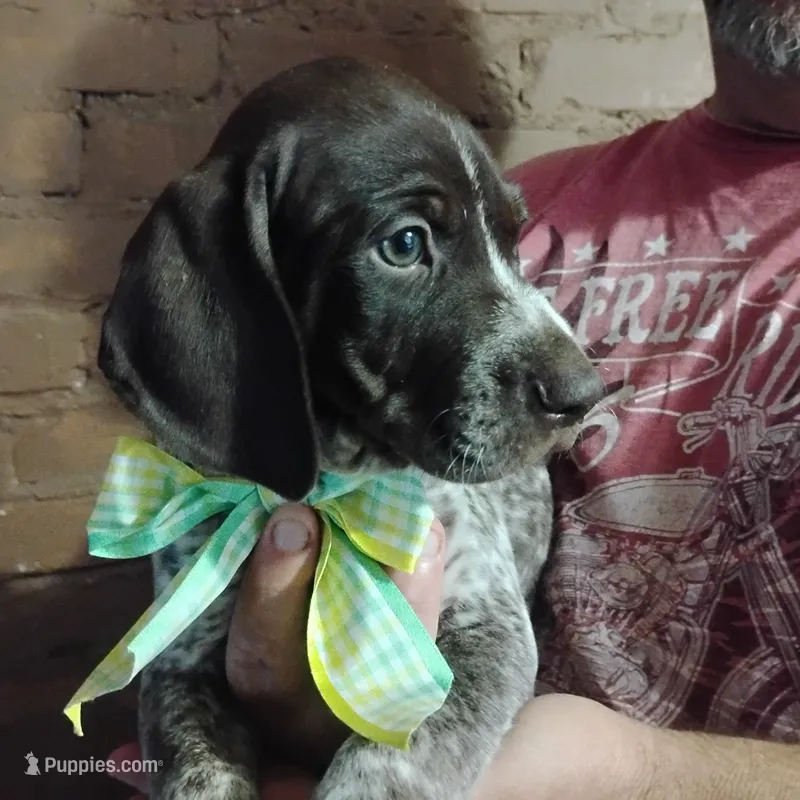 Marvin Martian  – German Shorthaired Pointer puppy for sale in Defuniak Springs, FL