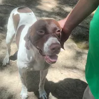 Hank, a male German Shorthaired Pointer for sale in Defuniak Springs, FL – 2 of 10