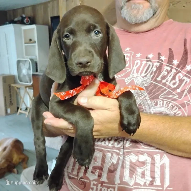 Speedy Gonzales – German Shorthaired Pointer puppy for sale in Defuniak Springs, FL