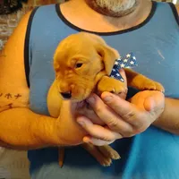 Jeffrey , a male Labrador Retriever for sale in Defuniak Springs, FL – 7 of 7