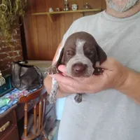 Genevieve, a female German Shorthaired Pointer for sale in Defuniak Springs, FL – 6 of 10